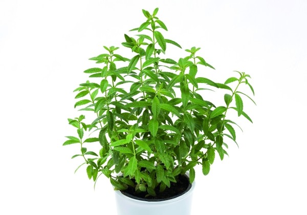 Aloysia citriodora lemon verbena (XXL)