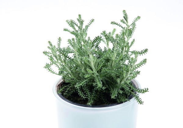 Santolina chamaecyparissus Cotton lavender