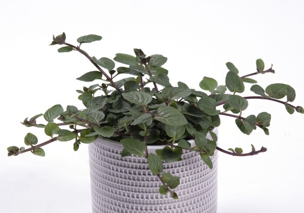 Mentha  piperita Peppermint