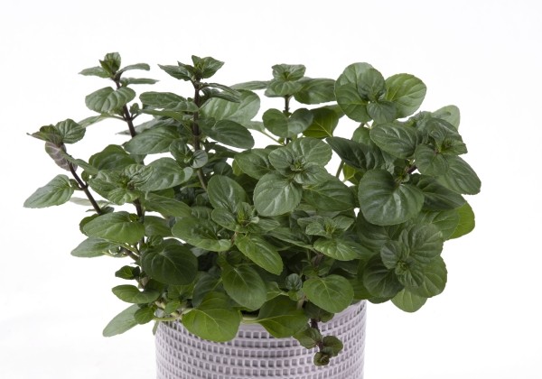 Mentha  piperita f. citrata Orange Mint (XXL)