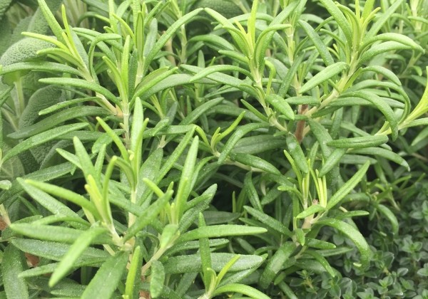 Rosmarinus officinalis Rosemary