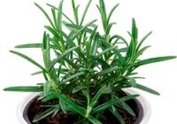 Rosmarinus officinalis Perigord (XXL)