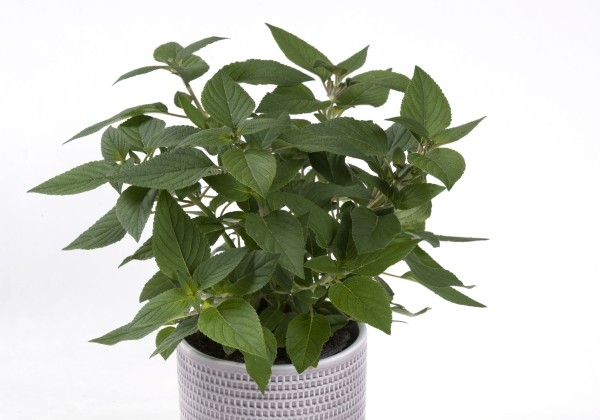Salvia rutilans Pineapple Sage (XXL) | Jaunstādi | Onava.lv