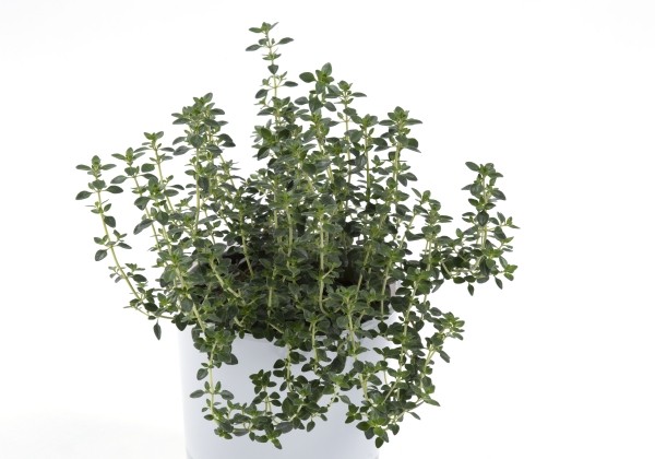 Thymus citriodorus Lemon