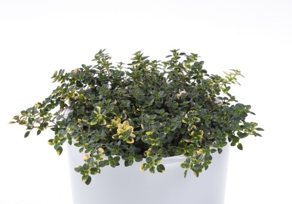 Thymus citriodorus Doone Valley