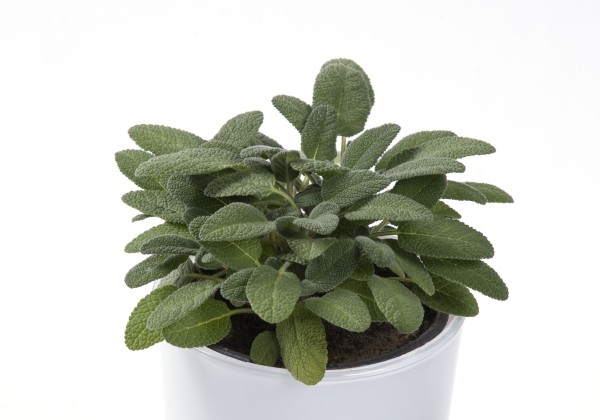 Salvia officinalis Grower's Choice (XXL)