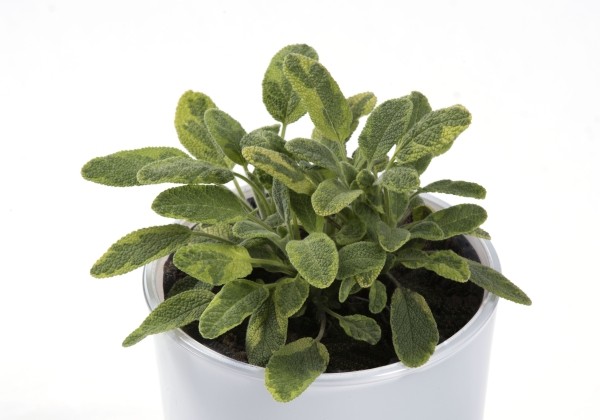 Salvia officinalis Icterina (XXL)