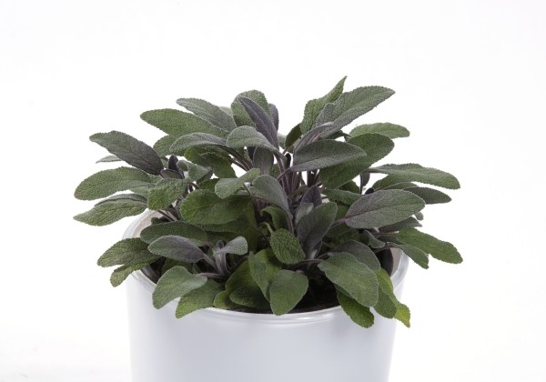 Salvia officinalis Purpurascens