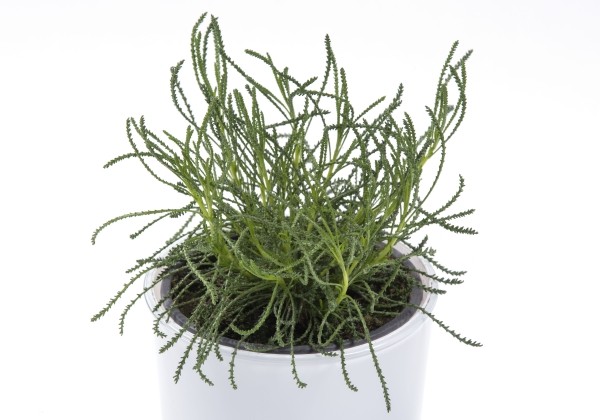 Santolina viridis  (XXL)