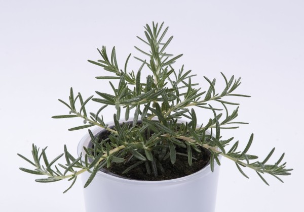 Rosmarinus officinalis Trailing Rosmary (XXL)