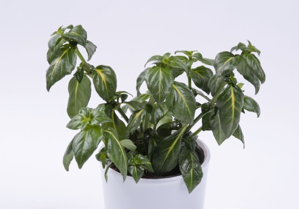 Rungia klossii