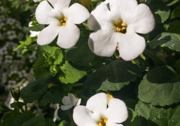 Sutera diffusus Snowflake