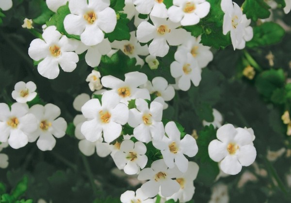 Sutera diffusus Yakima Giga White