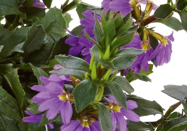 Scaevola aemula Ventia Blue