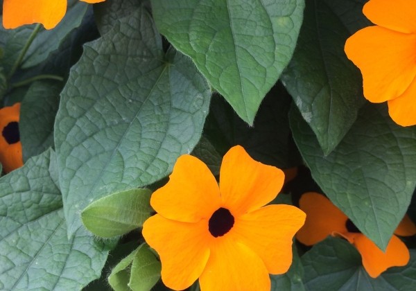 Thunbergia Sunny Susy New Orange