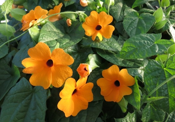 Thunbergia Sunny Susy Red-Orange