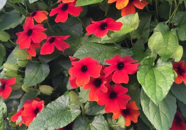 Thunbergia Sunny Susy Brownie