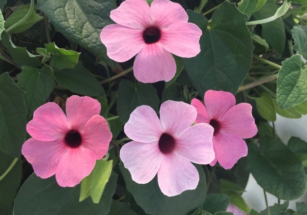 Thunbergia Sunny Susy Rose Sensation