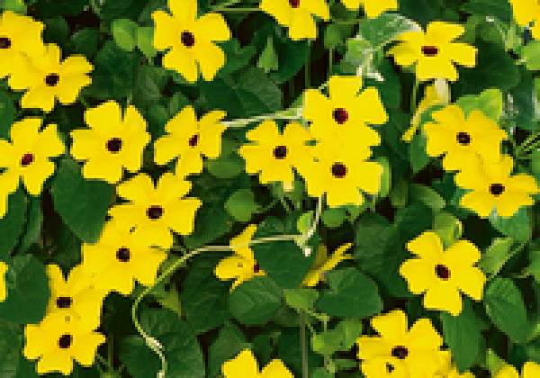 Thunbergia Sunny Susy Yellow Dark Eye