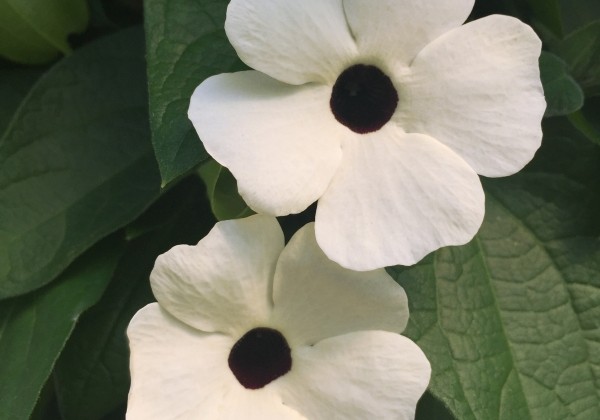 Thunbergia Sunny Susy White Halo