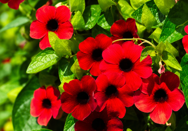 Thunbergia Sunny Susy Cherry