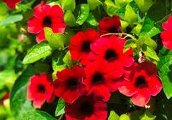 Thunbergia Sunny Susy Cherry