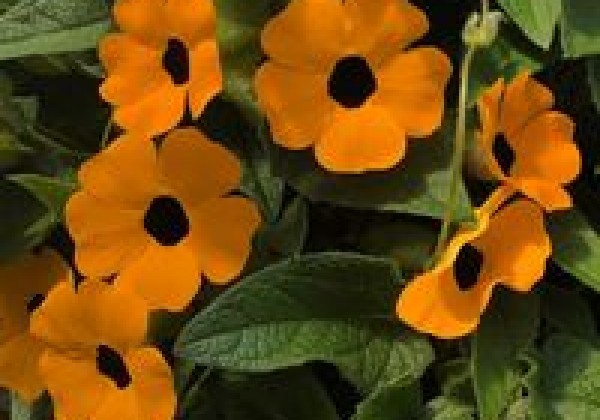 Thunbergia Sunny Susy Orange Eye