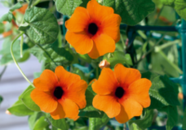 Thunbergia Sunny Susy Orange Red