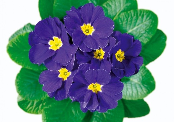 Primula acaulis Blau (spat)