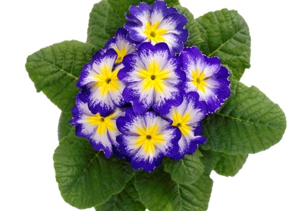 Primula acaulis Blaue Flamme (fruh)