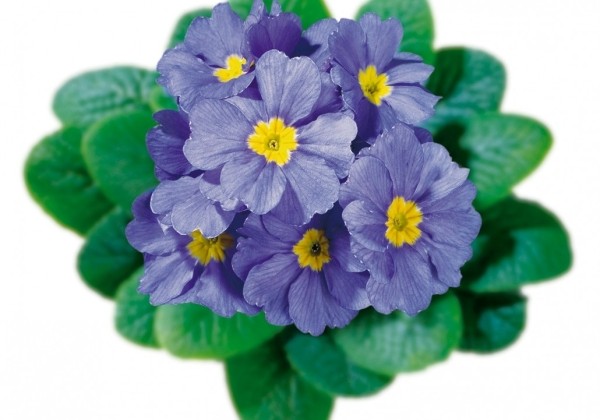 Primula acaulis Hellblau (mittelfruh)