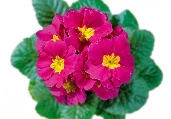 Primula acaulis Rosa (mittelfruh)