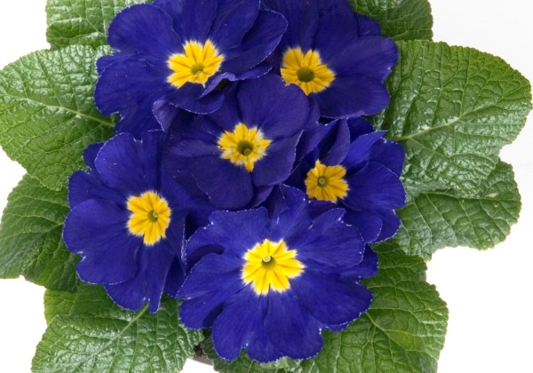 Primula acaulis Pettito Blau (mittelfruh)