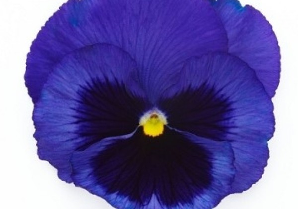 Viola wittrockiana Inspire + Blue Blotch