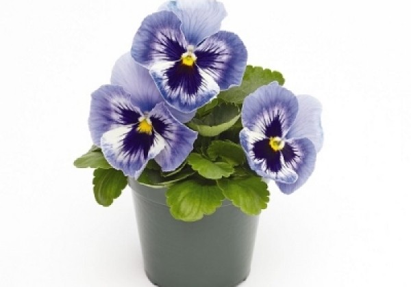 Viola wittrockiana Inspire + Marina