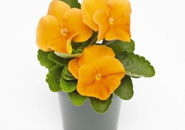 Viola wittrockiana Inspire + Orange