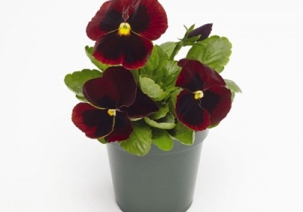 Viola wittrockiana Inspire + Red Blotch