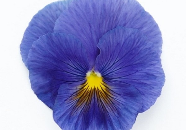 Viola wittrockiana Inspire + True Blue