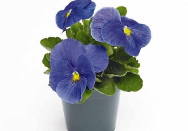 Viola wittrockiana Inspire + True Blue