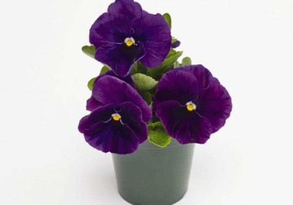 Viola wittrockiana Inspire + Violet