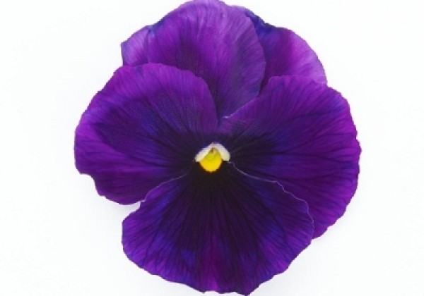 Viola wittrockiana Inspire + Violet