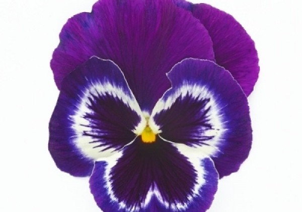 Viola wittrockiana Inspire + Violet Face