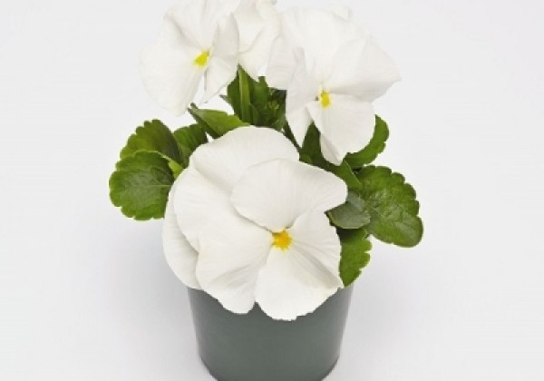 Viola wittrockiana Inspire + White