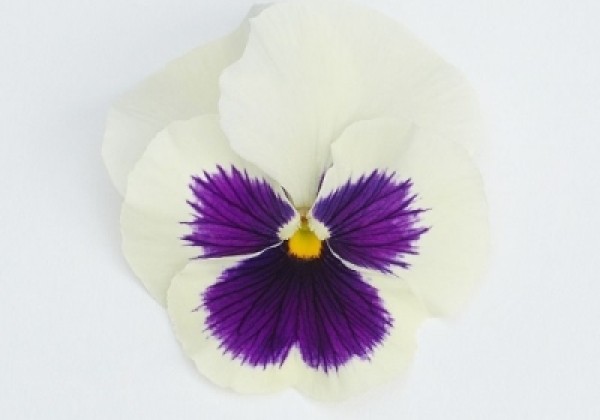 Viola wittrockiana Inspire + White Blotch