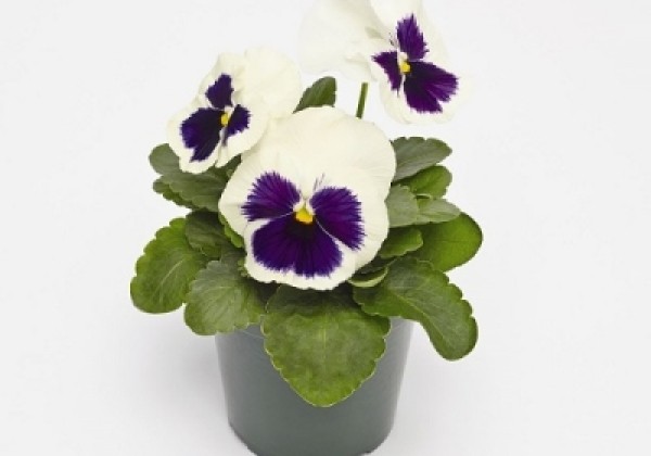 Viola wittrockiana Inspire + White Blotch