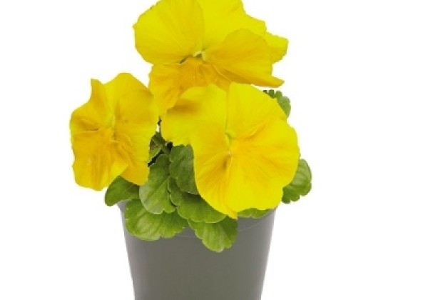 Viola wittrockiana Inspire + Yellow