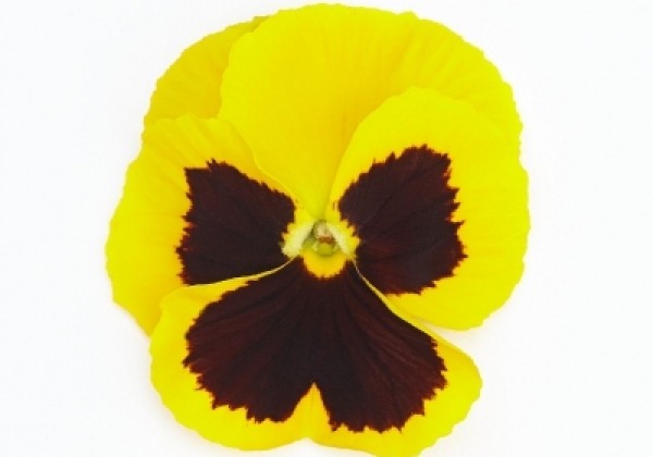 Viola wittrockiana Inspire + Yellow Blotch