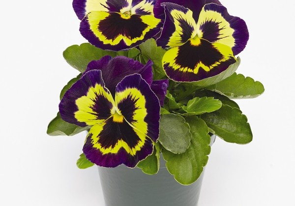 Viola wittrockiana Inspire + Yellow Purple Face