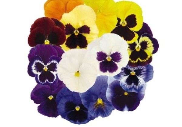 Viola wittrockiana Inspire + Mix