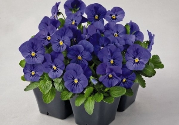 Viola cornuta Admire Blue